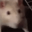 ratJAM emote (inline chat version)