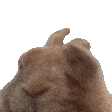 VIBE emote (inline chat version)