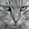 cat TOMY