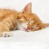 Meow