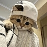 Chat Bot