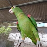 Anthuan