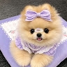 Kitty679YT