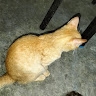 Alis