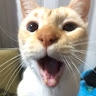 Fauldero