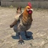s3ctoor