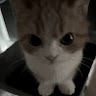 고양이