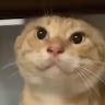 阿德