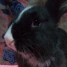 uma_cumil