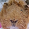 Chicchi P