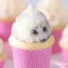 pupurin