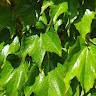 Danimagica
