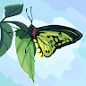 Butter fly