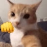 pedrohenriquenamorim