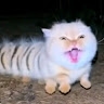 Timothy owo