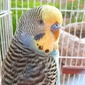Eduard