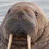 Ivarek