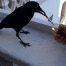 Corvo_ canalha