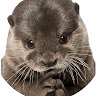 Jakob