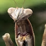 Zema