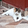 Nandy victoria Torres vanegas