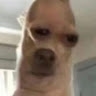 犟嫑