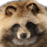 Tanuki