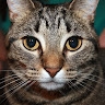 spanish kat