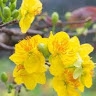 An Huynh
