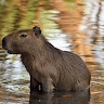 Ytz Capibara