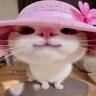 gato kyrito
