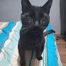 mapache