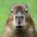 Capybara stare emote (inline chat version)