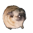 pugPls emote (inline chat version)