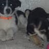 mis bebes