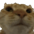 Cat No emote (inline chat version)