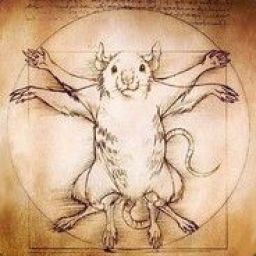 rat0verlord avatar