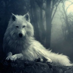 Wolftrick avatar