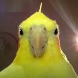 birdificent avatar