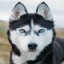 Wolf221 avatar