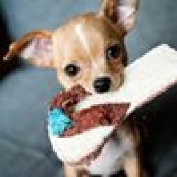 puppylover360 avatar