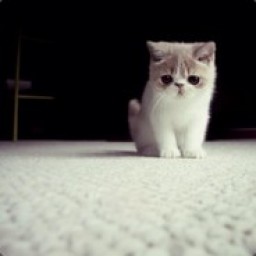 sad_kitty avatar