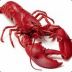 lobster1 avatar