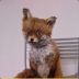 fox16 avatar