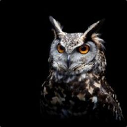 space_owl avatar