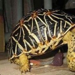 turtle_penis avatar