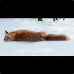 mr_fox_vgoblockscom avatar
