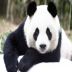 panda16 avatar