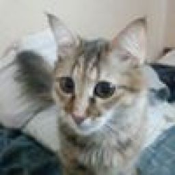 meow3202 avatar