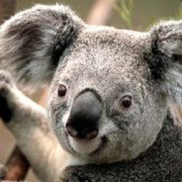 coala01 avatar
